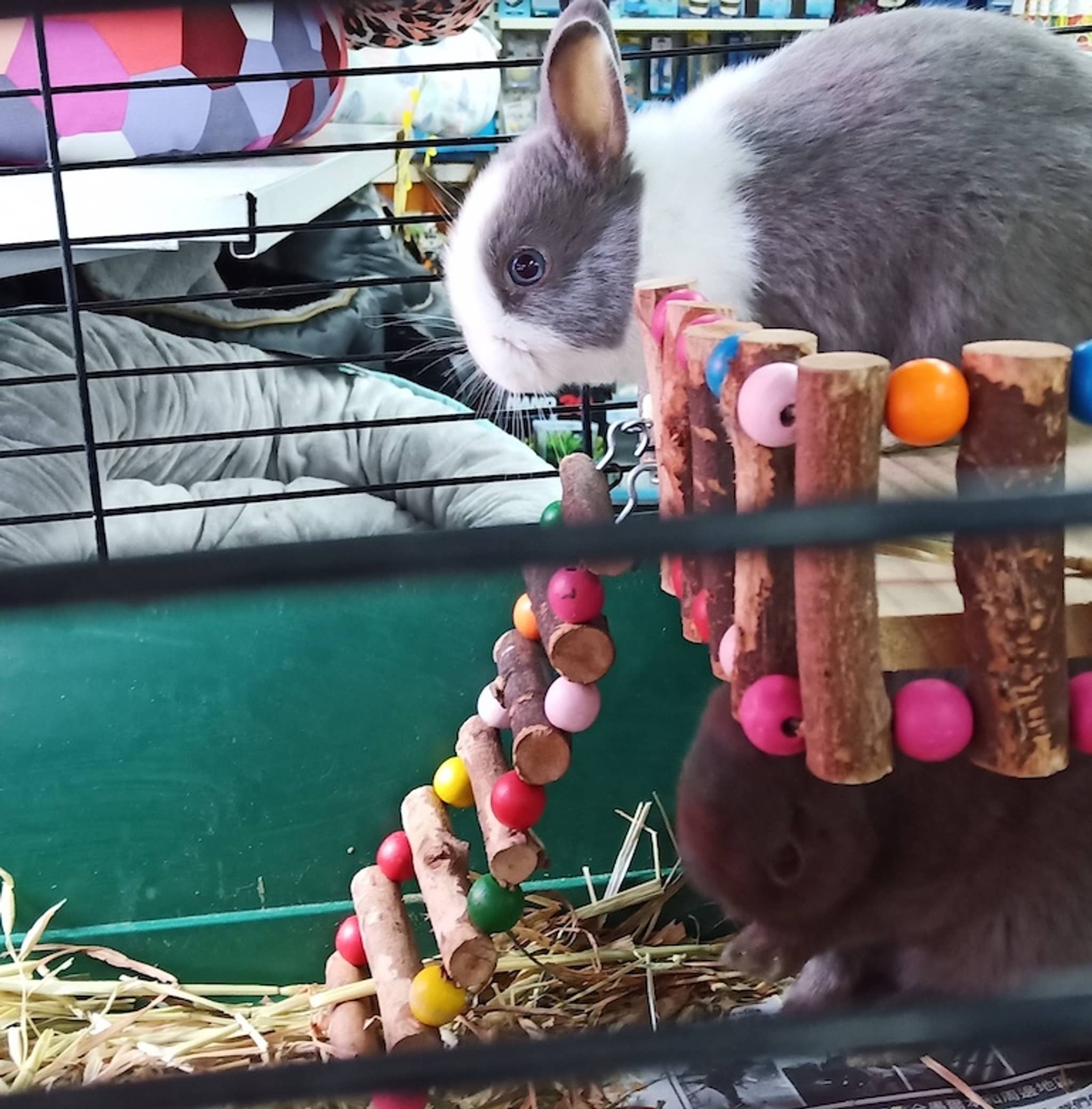 Bunnies at the pet shop. Photo by me.